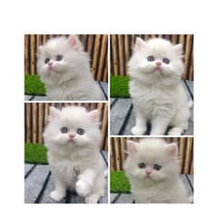 cash on delivery Persian kitten cats