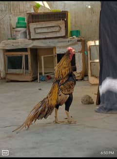 Aseel qandari shagra for sell