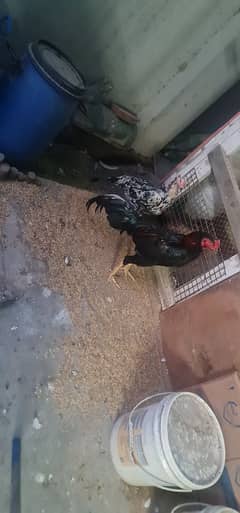 shamo pair for sale
