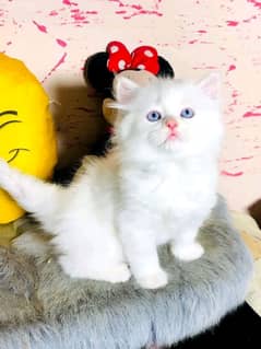 PERSIAN kitten for sale only Contact whatup 03292450497