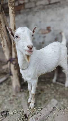 2 male white teday in good health