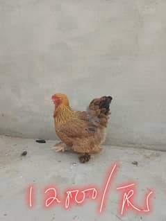 Brahma breeders eggs and chicks