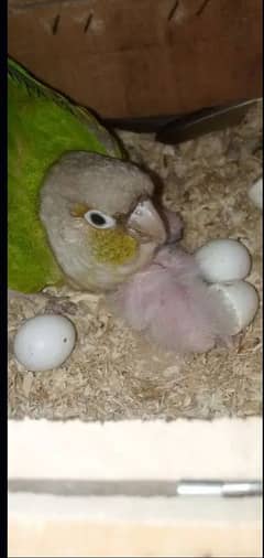 Pineapple female and green cheek male breeder pair for sale