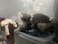 cat