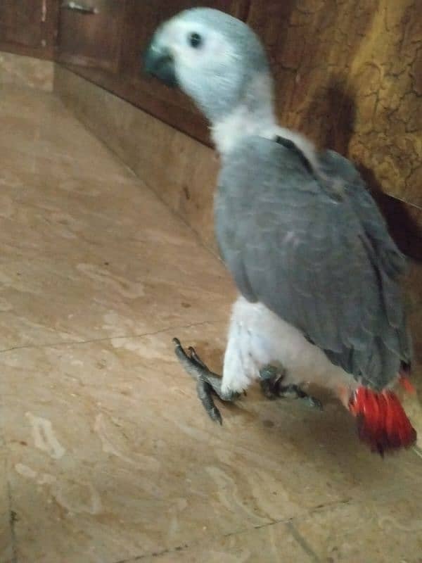 gray covered baby 03156376925 2