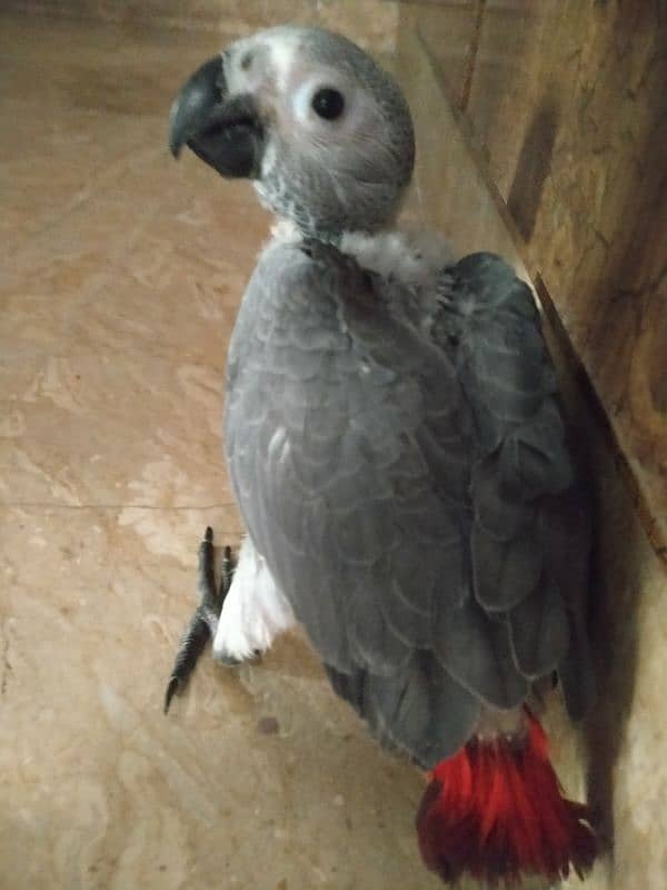 gray covered baby 03156376925 3