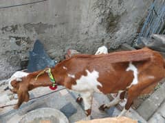 Bakari for sale