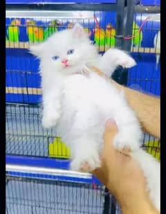 Persian  | Persian Cat | Punch Face Persian 03275071723WhatsApp