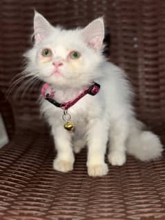 Persian kitten white punch face