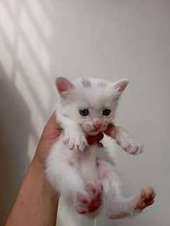 Persian Cats Tripple coat