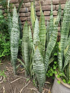 snake form