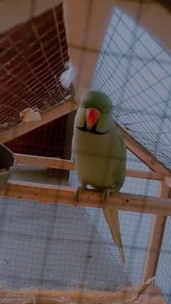 Urdu speaker parrot