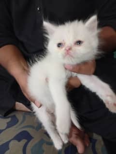 Persian