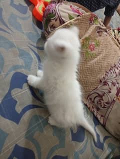 Persian