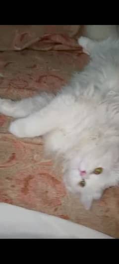 name is manoo