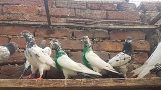 Taddi Goldan kamagar pigeons for sale.