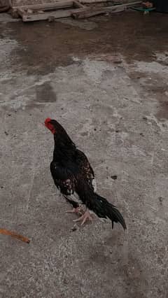 ASEEL