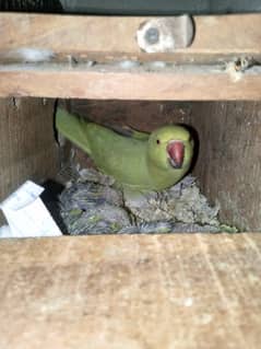 parrots