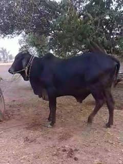 Qurbani k liye ready main b chalta ha