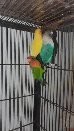 Lovebirds
