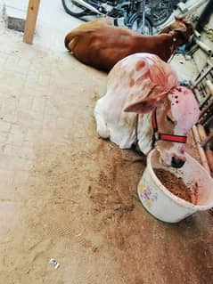 Qurabni cow for sale