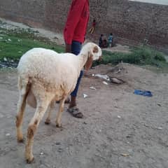 chatri for sel