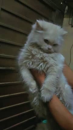 Persian cat for sale