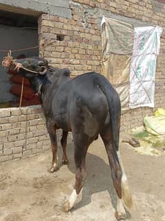 dasi wachy for sale 2dant