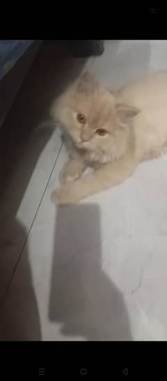 male cat 4 month