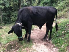 qurbani ka lia black bull