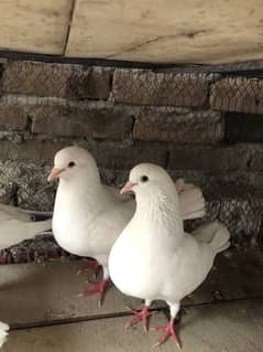 King Breader pairs