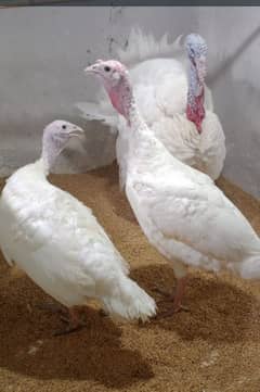 Turkey