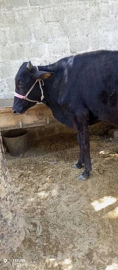 2 Dant bachra