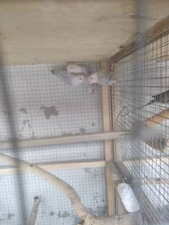 4 lovebird blue or violet opaline pale fallow split b1b2 red eyes