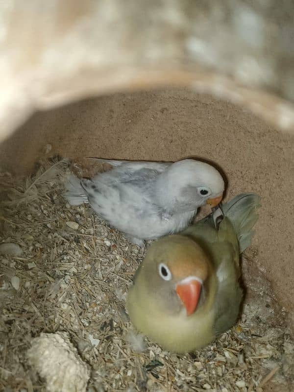 Love birds with cage 0