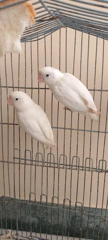 Love birds with cage 1