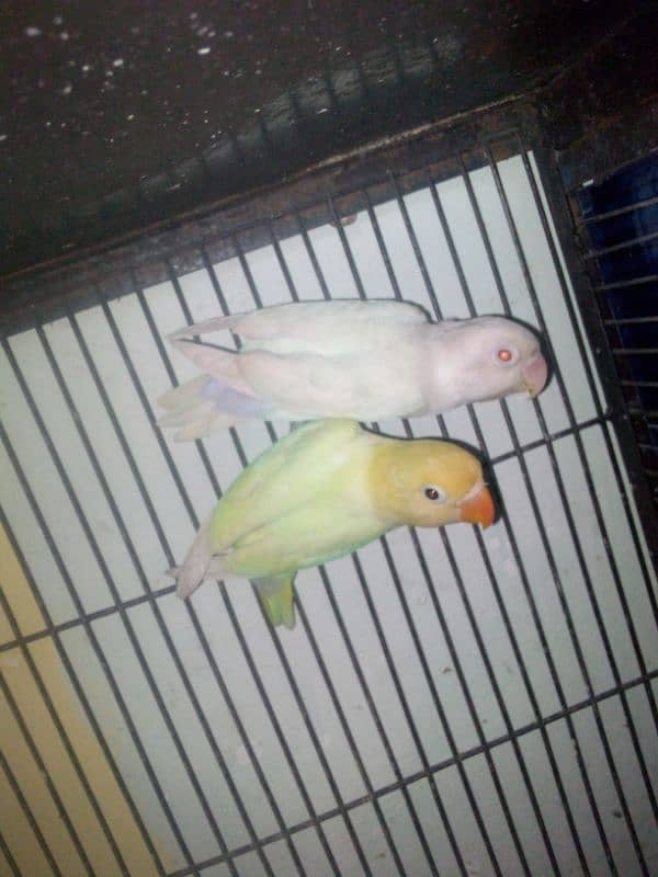 Love birds with cage 2