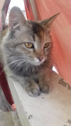 Female Cat is Available