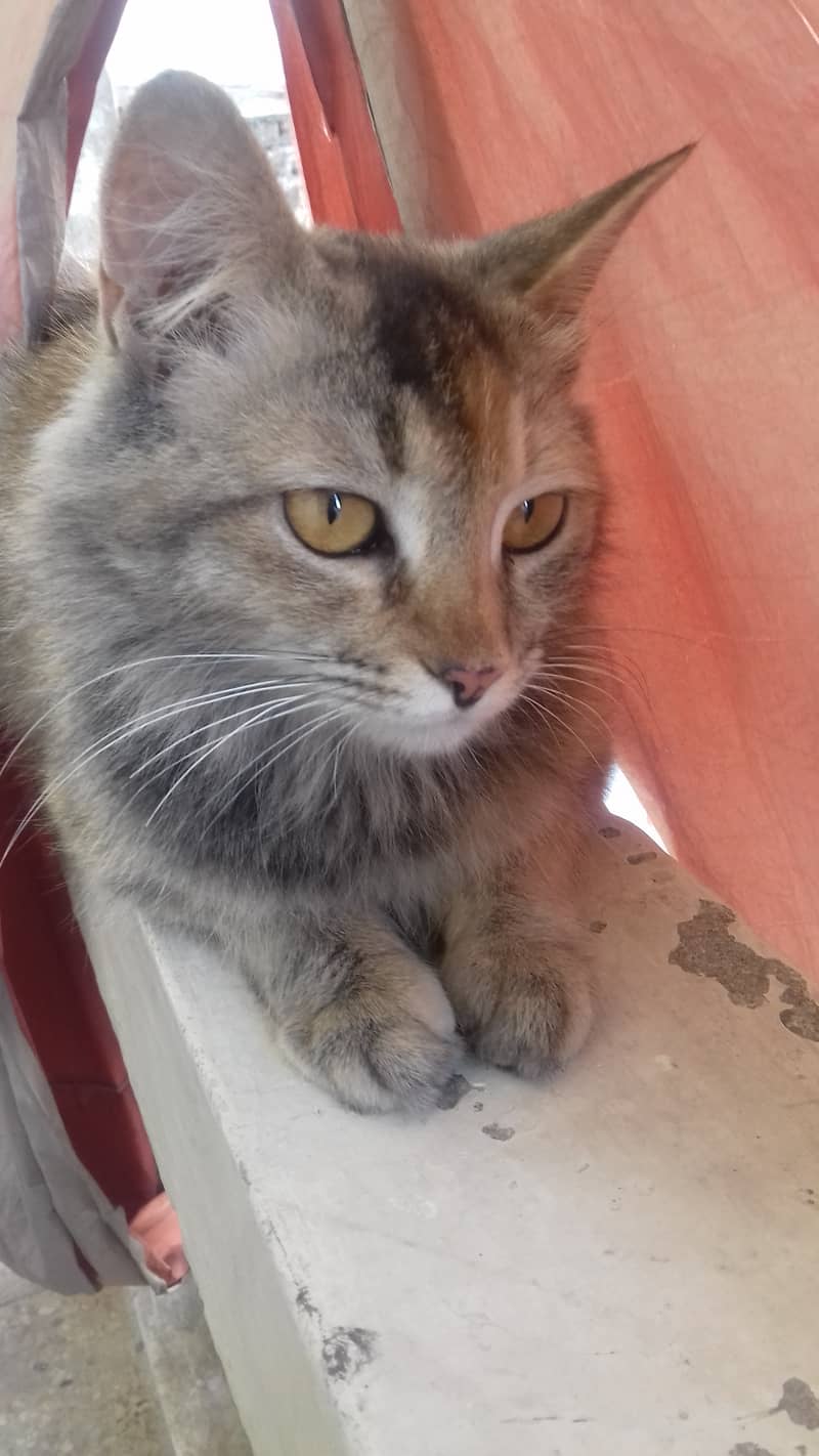 Female Cat is Available 0