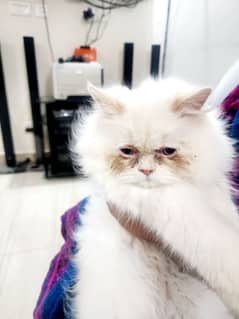 Persian cat female