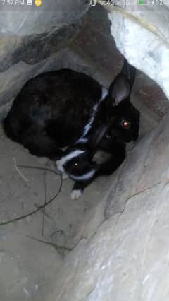 desi rabbits male female. or sat bacha bi hain