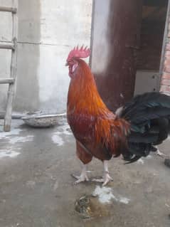 Desi