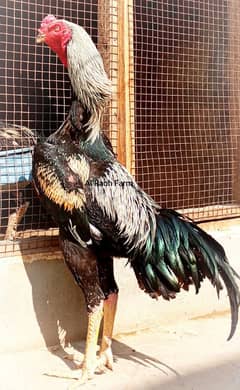 Oh Shamo 03132414787