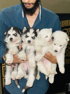 Husky
