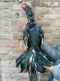 high quality cheena male for sale