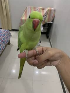 Indian Ringneck Pair