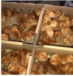 golden misrri chicks day old to month old