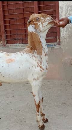 Qurbani Ka Bakra