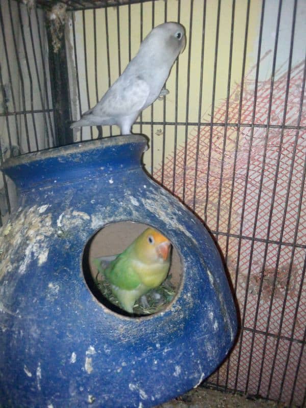 Love birds with cage 3