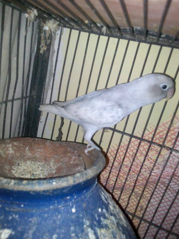 Love birds with cage 4